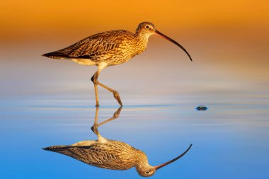 Kıvırcık. Mavi doğa geçmişi. Avrasya kıvırcığı. Numenius arquata.