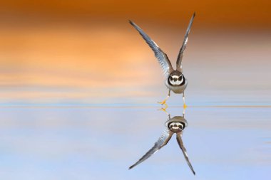Şirin küçük su kuşu. Renkli doğa geçmişi. Yaygın Halkalı Plover. (Charadrius hiaticula).