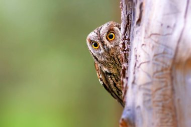 Baykuş. Avrasya Baykuşu. (Otus vurur). Yeşil doğa arkaplanı.