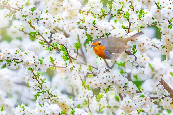 Cute birds in a tree with spring flowers in bloom. White green nature background. Bird: European Robin. (Erithacus rubecula)
