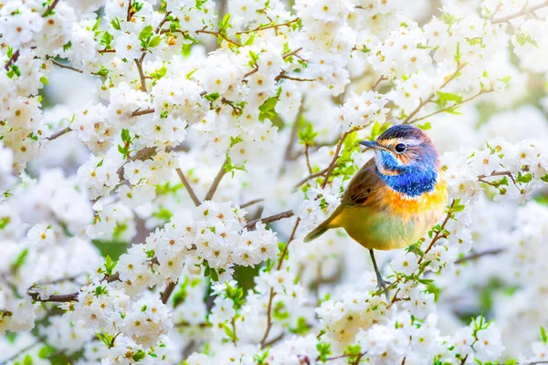 Cute birds in a tree with spring flowers in bloom. White green nature background. Bluethroat.