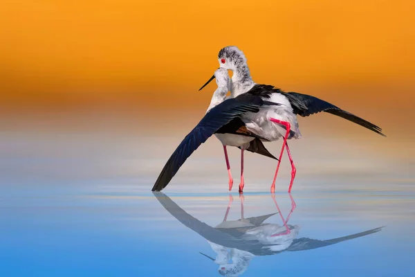 Romantic birds. Colorful nature background. Birds: Black winged Stilt. (Himantopus himantopus).