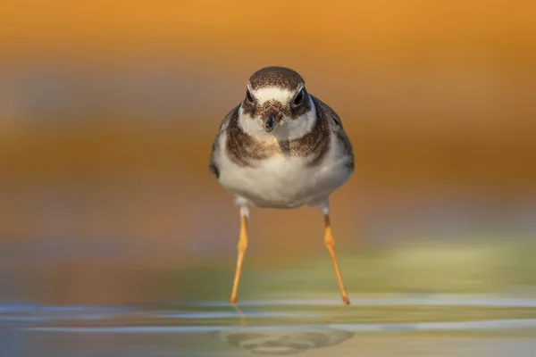 Cute little water bird. colorful nature background. Bird: Common Ringed Plover. (Charadrius hiaticula).