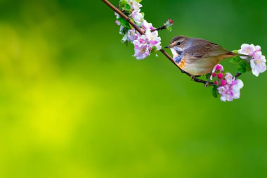 Çiçek açan bir dalda tatlı bir kuş. Mavi doğa geçmişi. Yaygın kuş: Bluethroat.
