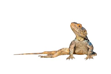 Lizzard mı? İzole görüntü. beyaz arkaplan. 
