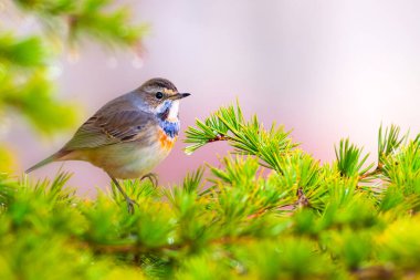 Sevimli küçük kuş. Doğa arka planı. Ortak kuş: Bluethroat.