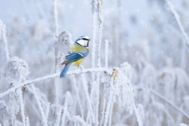 Winter season and cute little bird. Blue tit. White nature background.