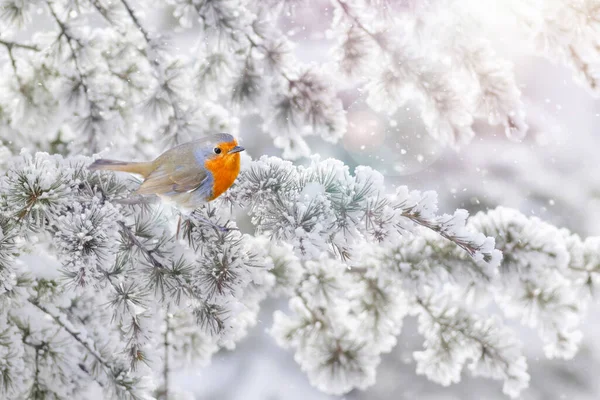 Kış ve tatlı kuş bülbülü. Beyaz doğa geçmişi. Avrupalı Robin. (Erithacus rubecula).