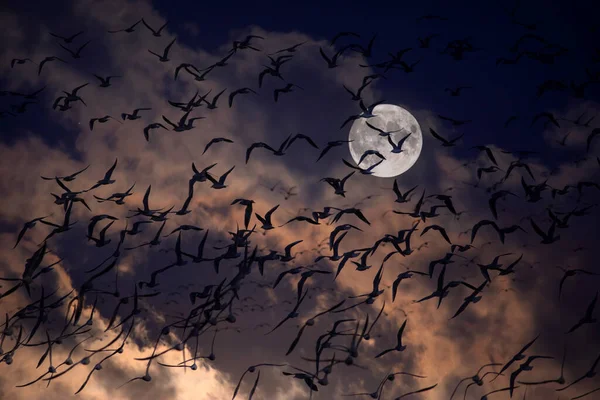 Birds flying in front of full moon landscape.