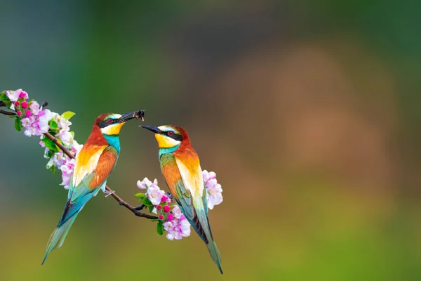 Romantic birds. Colorful nature. Birds: European Bee-eater. Merops apiaster.