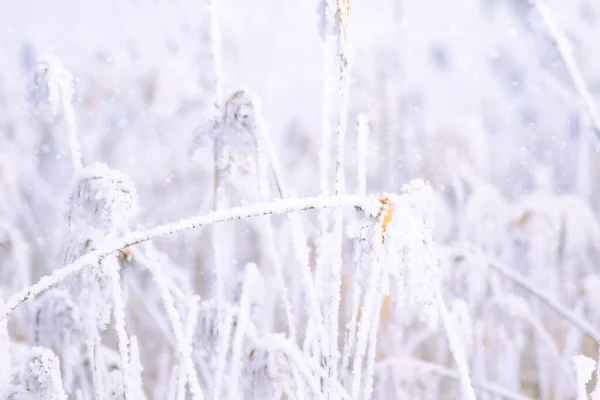 Nature in winter. A cold but aesthetic background.
