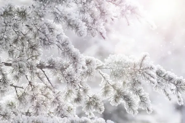 Nature in winter. A cold but aesthetic background.
