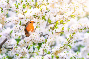 Bahar çiçeklerinin açtığı ağaçtaki sevimli kuşlar. Renkli doğa geçmişi. Avrupalı Robin. (Erithacus rubecula)