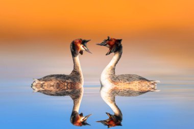 Kuşlar bayılır. Renkli bir arka plan. Great Crested Grebe. (Podiseps kriteri). 