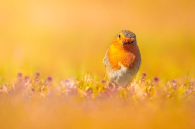 Tatlı kuş bülbülü. Doğa geçmişi. Avrupalı Robin. Erithacus rubecula.