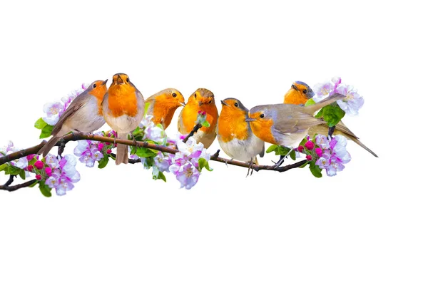 A branch with blooming spring flowers and cute robins. Isolated image. White background.