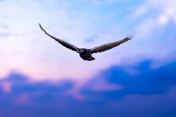 Flying crow. Sunset sky  backgrund.