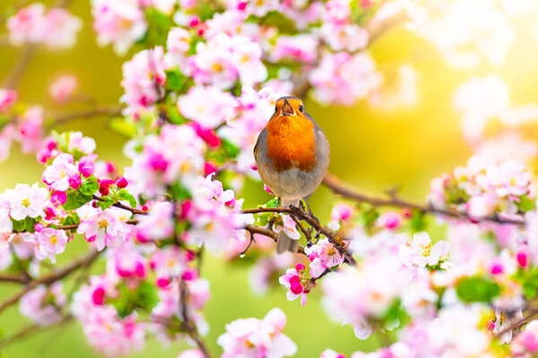 Cute birds in a tree with spring flowers in bloom. Colorful nature background. Bird: European Robin. (Erithacus rubecula)