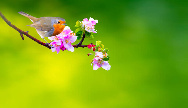 A Robin in a wonderful nature view. Clean green background. 
