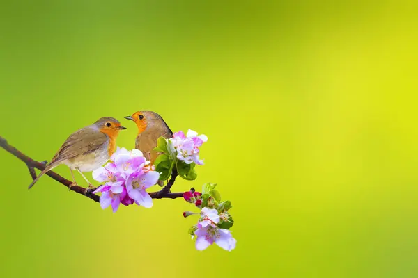 Spring and birds. Colorful nature background. European Robin. (Erithacus rubecula)