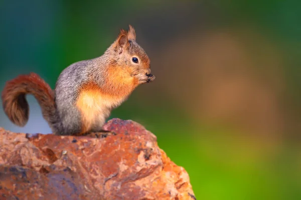 Cute squirrel. Nature background. Caucasian Squirrel. Sciurus anomalus.