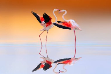 Flamingo sevgisi. Sıcak renklerde doğa arkaplanı. Kuşlar: Büyük Flamingo. (Phoenicopterus gülü).