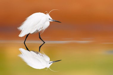 Durgun suda yürüyen bir balıkçıl. Renkli doğa geçmişi. Minik Egret. (Egretta garzetta).