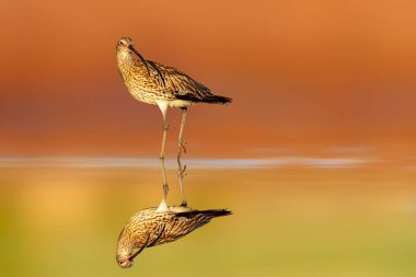 Kıvırcık. Renkli doğa geçmişi. Avrasya kıvırcığı. Numenius arquata.