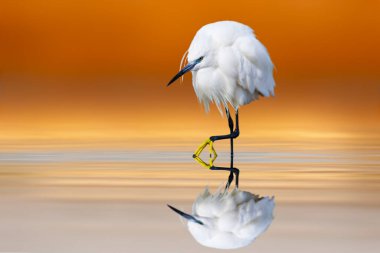 Durgun suda yürüyen bir balıkçıl. Renkli doğa geçmişi. Minik Egret. (Egretta garzetta).
