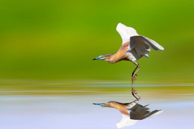 Sessiz bir uçuşla göle inen balıkçıl. Renkli doğa arka plan. Squacco Balıkçıl. (Ardeola ralloides).