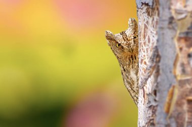 Bir baykuş meraklı gözlerle seni izliyor. Avrasya Yarası Baykuşu. (Otus vurur). Renkli doğa arkaplanı.