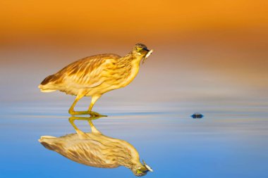 Durgun suda avlanan bir balıkçıl. Renkli doğa geçmişi. Squacco Balıkçıl. (Ardeola ralloides).