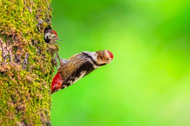 Ağaçtaki sevimli ağaçkakan. Renkli doğa geçmişi. Ortanca Benekli Ağaçkakan. Dendrokopos Medius.