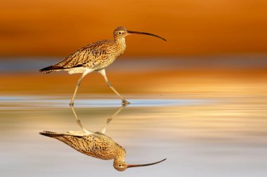 Kıvırcık. Renkli doğa geçmişi. Avrasya kıvırcığı. Numenius arquata.