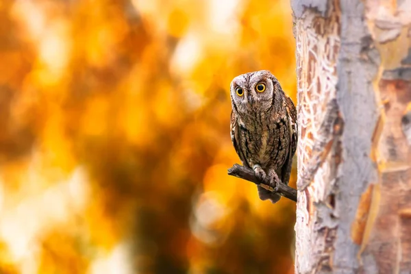 An owl watching you with curious eyes.  Bird: Eurasian Scops Owl. (Otus scops). Colorful nature background.