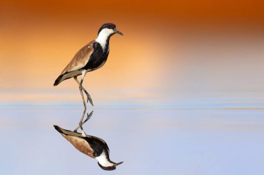 Durgun suda yürüyen bir su kuşu. Kanatlı kanatlı Lapwing. Vanellus spinosus. Renkli doğa arkaplanı.