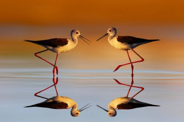 Suyun üzerinde yürüyen kuşlar. Siyah kanatlı Stilt. Himantopus himantopus. Renkli doğa arkaplanı. 