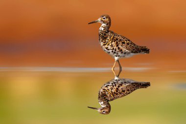 Durgun suda yürüyen bir su kuşu. Renkli doğa geçmişi. Tüh be. Calidris pugnax.