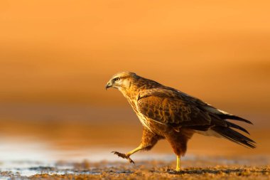 Suya doğru yürüyen bir şahin. Doğa arkaplanı. 