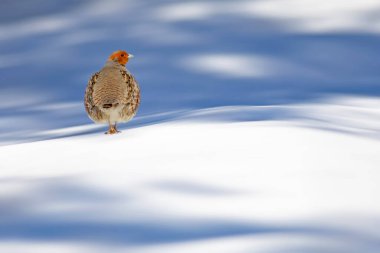 Kış ortamında bir keklik. Beyaz kar arka planı. Gri Partridge. Perdix perdix.