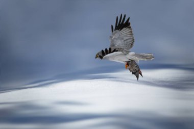 Avıyla birlikte uçan bir yırtıcı kuş. Kış doğası geçmişi. Hen Harrier. Sirk siyaneusu..