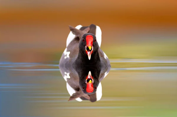 A water bird that wants to drive its enemy away by screaming. Nature background. Common Moorhen. (Gallinula chloropus).