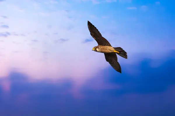 The fastest bird in the sky is the peregrine falcon. Sunset sky background. Peregrine Falcon. Falco peregrinus.