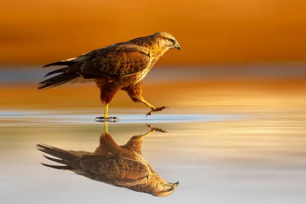 A bird of prey walking away on water. Buzzard. Colorful nature background.
