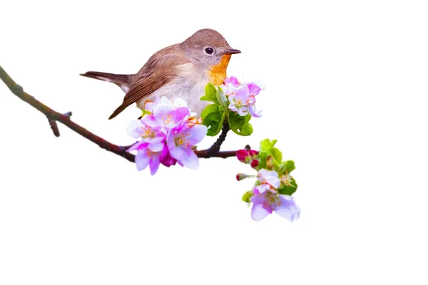 Cute Bird Posing Spring Flowers Isolated Bird Branch White Background — Stock Photo, Image