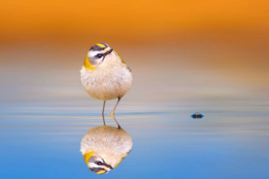 Durgun suda tatlı bir kuş. Yaygın Firecrest. Regulus ignicapilla. Renkli doğa arkaplanı.