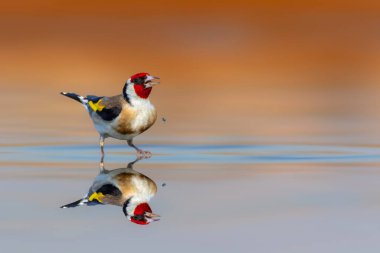 Şirin ispinoz su içmeye geliyor. Avrupa ispinozu. Carduelis carduelis. Renkli doğa gerilemesi. 