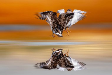 Kuşlar birbiriyle kavga ediyor. Renkli doğa geçmişi. Kuşlar: Ruff. (Calidris pugnax).