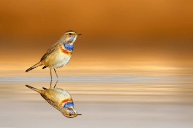 Bluethroat kuşu durgun suda poz veriyor. Renkli doğa arkaplanı.