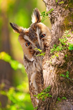 Uzun kulaklı orman baykuşu çevreyi merakla izler. Renkli doğa geçmişi. Kuş: Uzun kulaklı Baykuş (Asio otus).